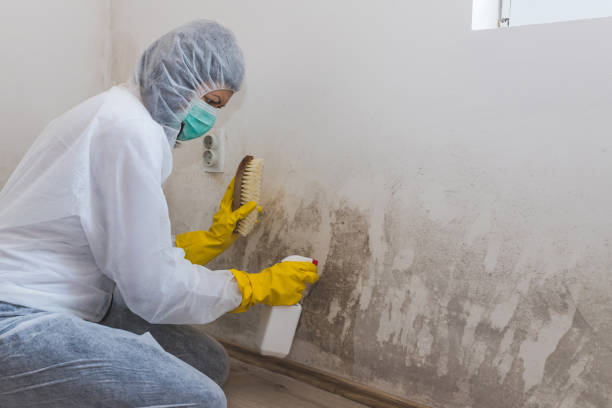 Best Black Mold Remediation in Fort Calhoun, NE