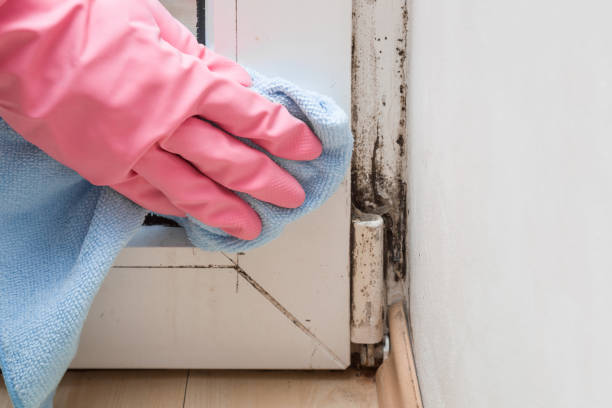 Best Localized Mold Remediation (e.g., coastal areas, humid climates) in Fort Calhoun, NE